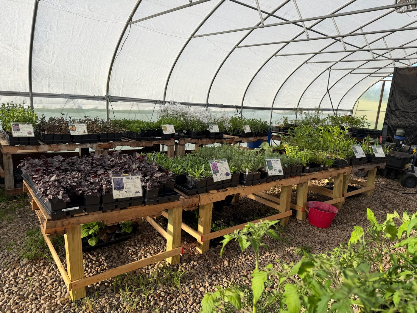 Plant benches filled with nursery stock inside the greenhouse
