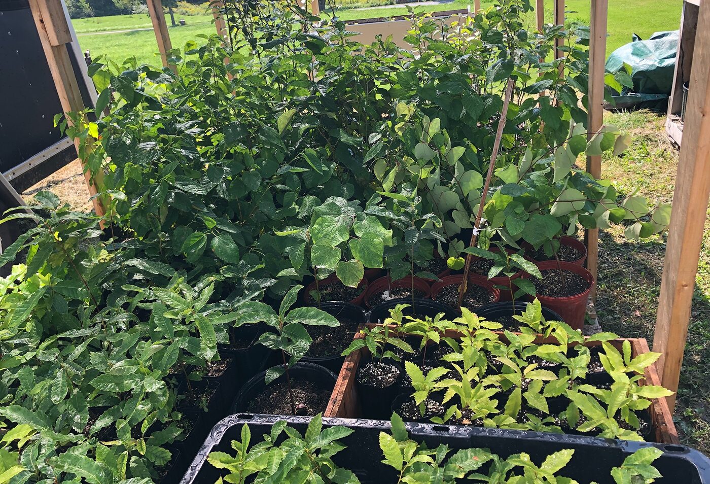 Young shrubs and small trees growing in nursery pots